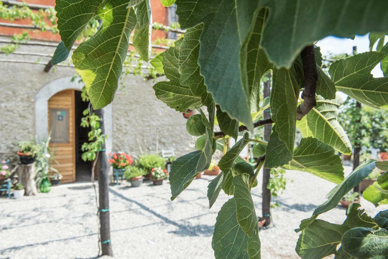 كامبانيا B&B Rifugio Tra Gli Ulivi المظهر الخارجي الصورة